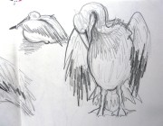 dierentuin pelikaan rita susebeek lochem