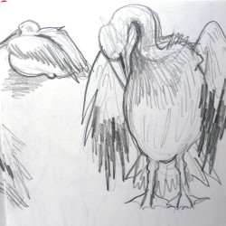 dierentuin pelikaan rita susebeek lochem