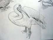 dierentuin pelikaan rita susebeek lochem