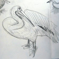 dierentuin pelikaan rita susebeek lochem